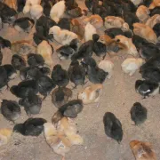 Une alimentation saine est promue grâce à l'aviculture à Sayuni, Tanzanie.