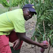 Tansania – Nachhaltige Landwirtschaft in Masasi in Tansania: Auf einer Modellfarm lehren und unterstützen Ordenschwestern und Fachleute Kleinbauernfamilien, wie sie nachhaltige Landwirtschaft betreiben und ihre Produkte verkaufen können.